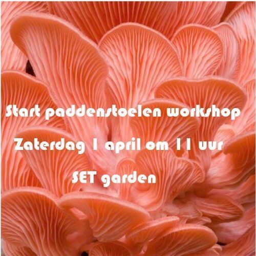 set_community_gardens_paddenstoelen_workshop