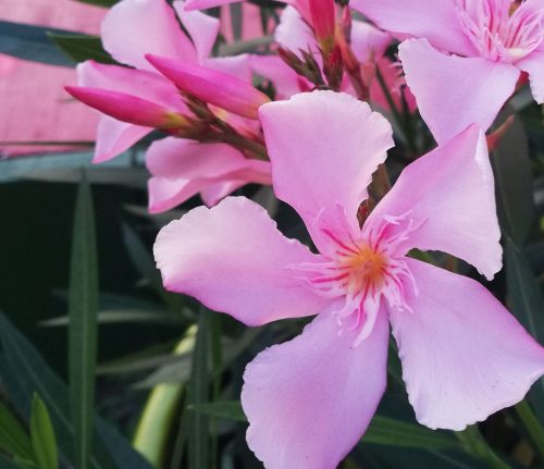 oleander bloem